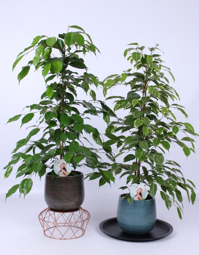 Ficus 'Benjamina Exotica' & Ficus 'Golden King'
