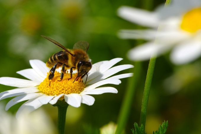 Futterplatz für Bienen und Schmetterlinge